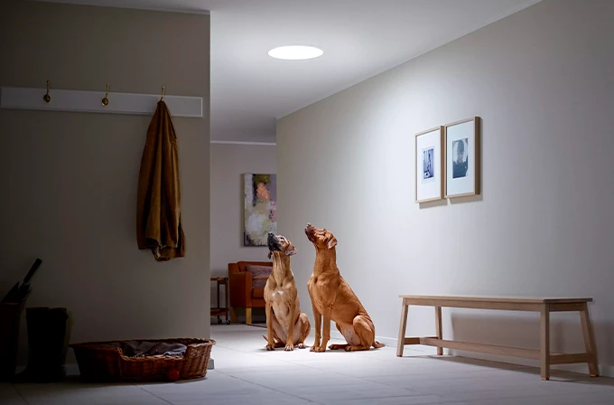 Villámgyors kiszolgálás